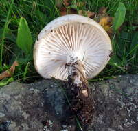 Слика од Hygrophorus glutinosus Peck 1902