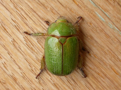 Image of Granny Smith Beetle