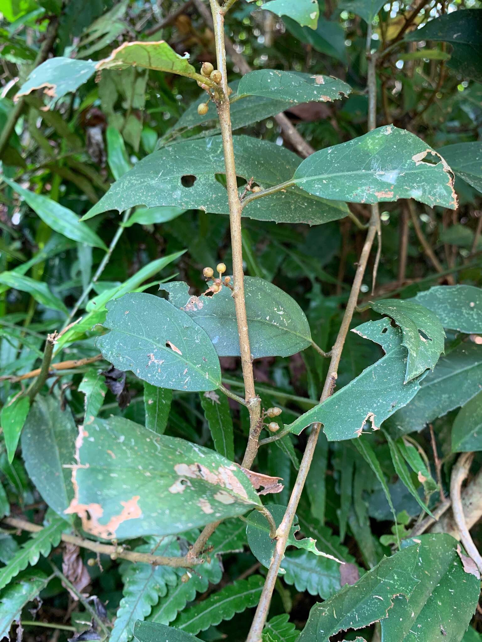 Слика од Maesa japonica (Thunb.) Moritzi & Zoll.