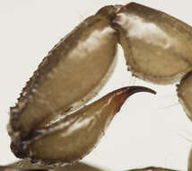 Image of Bothriurus rochai Mello-Leitão 1932