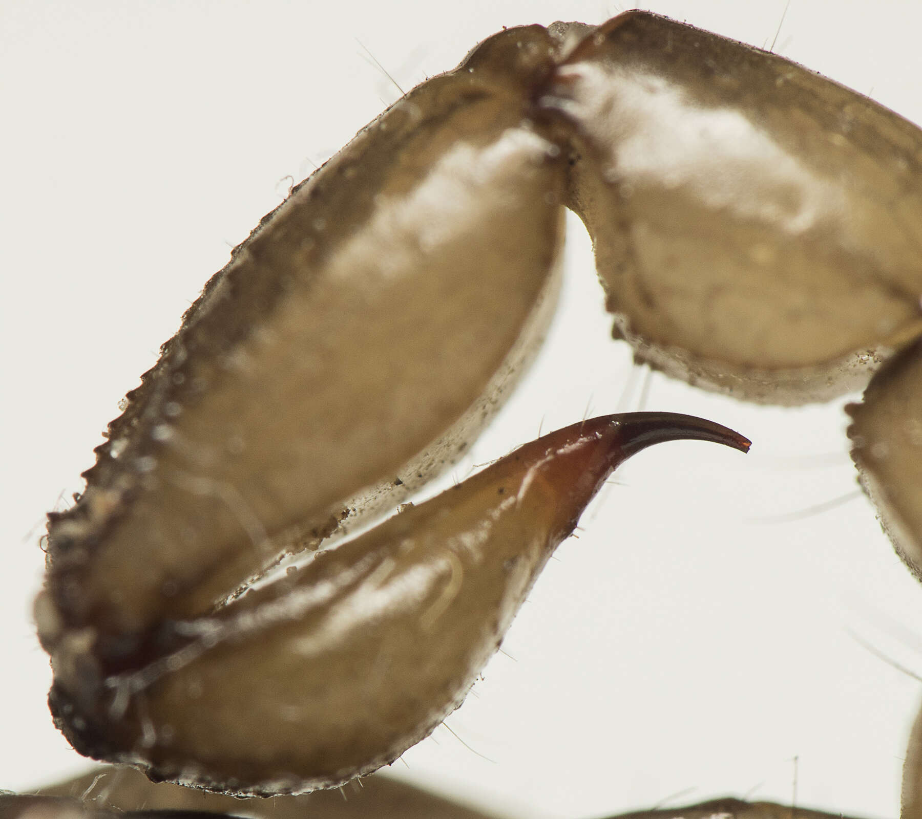 Image of Bothriurus rochai Mello-Leitão 1932