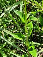 Image of Hedyotis lancea Thunb. ex Maxim.