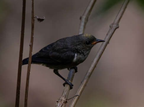 Image of Crimson-crowned Flowerpecker