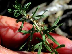 Image de Teucrium trifidum Retz.