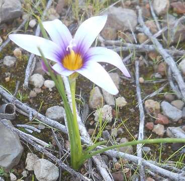 Romulea columnae subsp. grandiscapa (Webb) G. Kunkel resmi