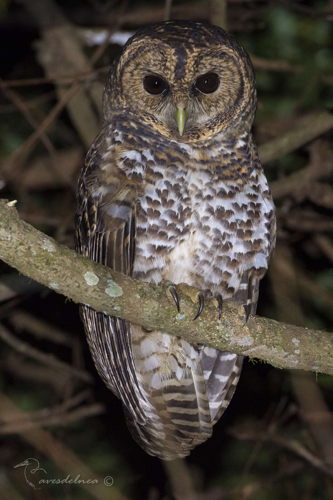 Image of Rusty-barred Owl