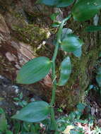 Image of Vanilla somae Hayata