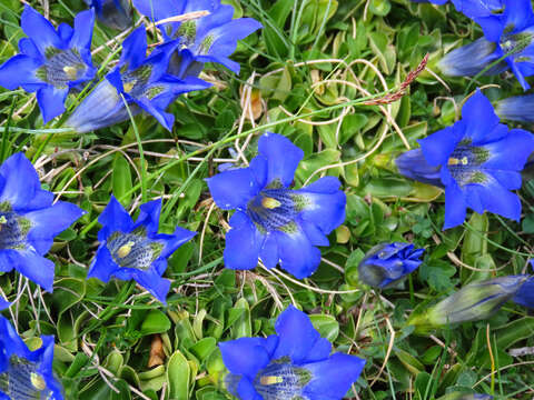 Imagem de Gentiana dinarica G. Beck