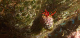 Image of red reef hermit crab