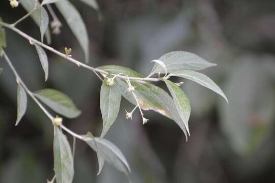 Image of Chiropetalum schiedeanum (Müll. Arg.) Pax