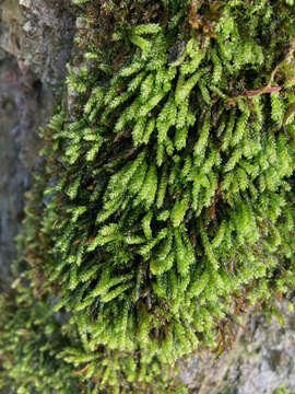 Image of obtuseleaf scleropodium moss