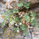 Ivesia arizonica var. saxosa (T. S. Brandegee) B. Ertter的圖片