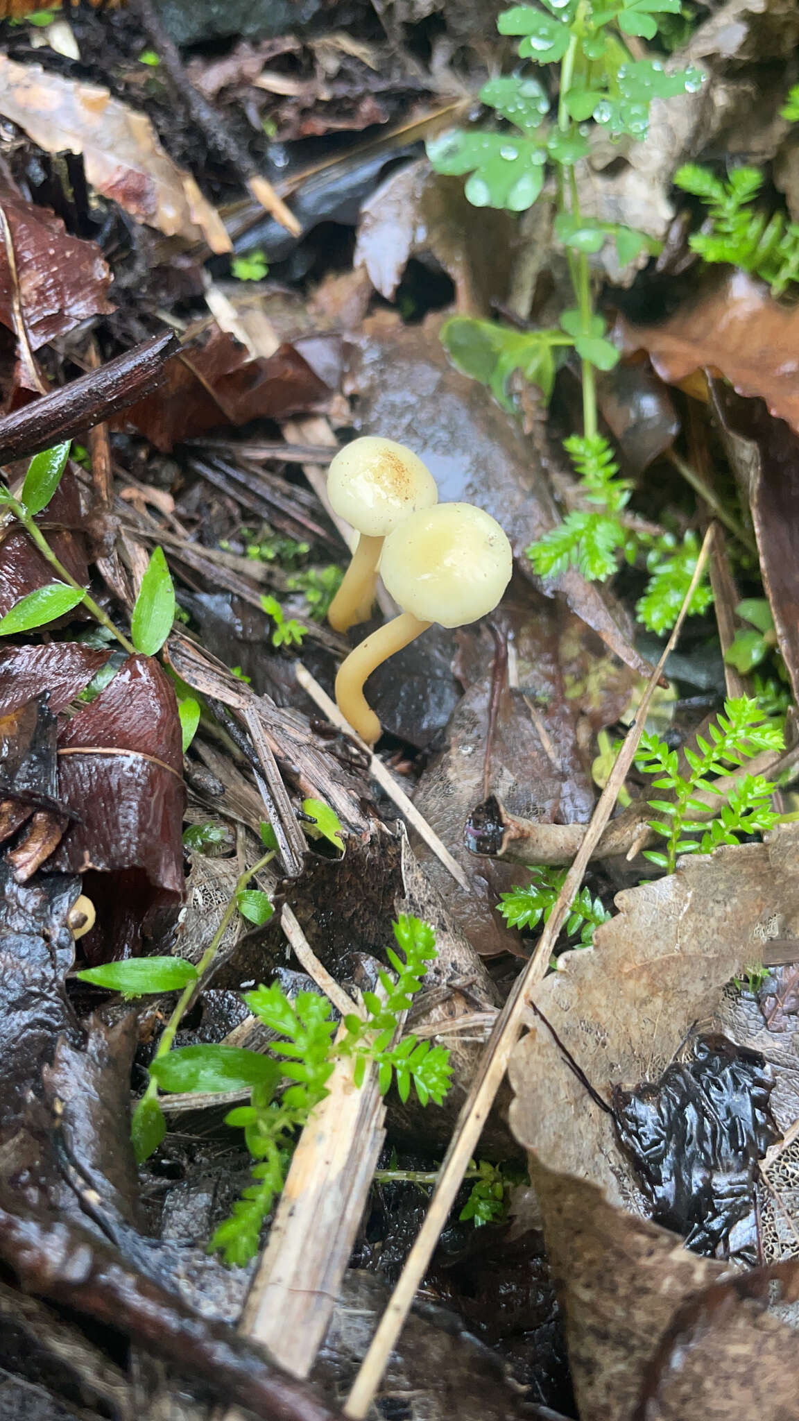 Image of Hygrophorus salmonipes G. Stev. 1963