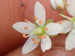 Image of Howell's Pseudosaxifrage