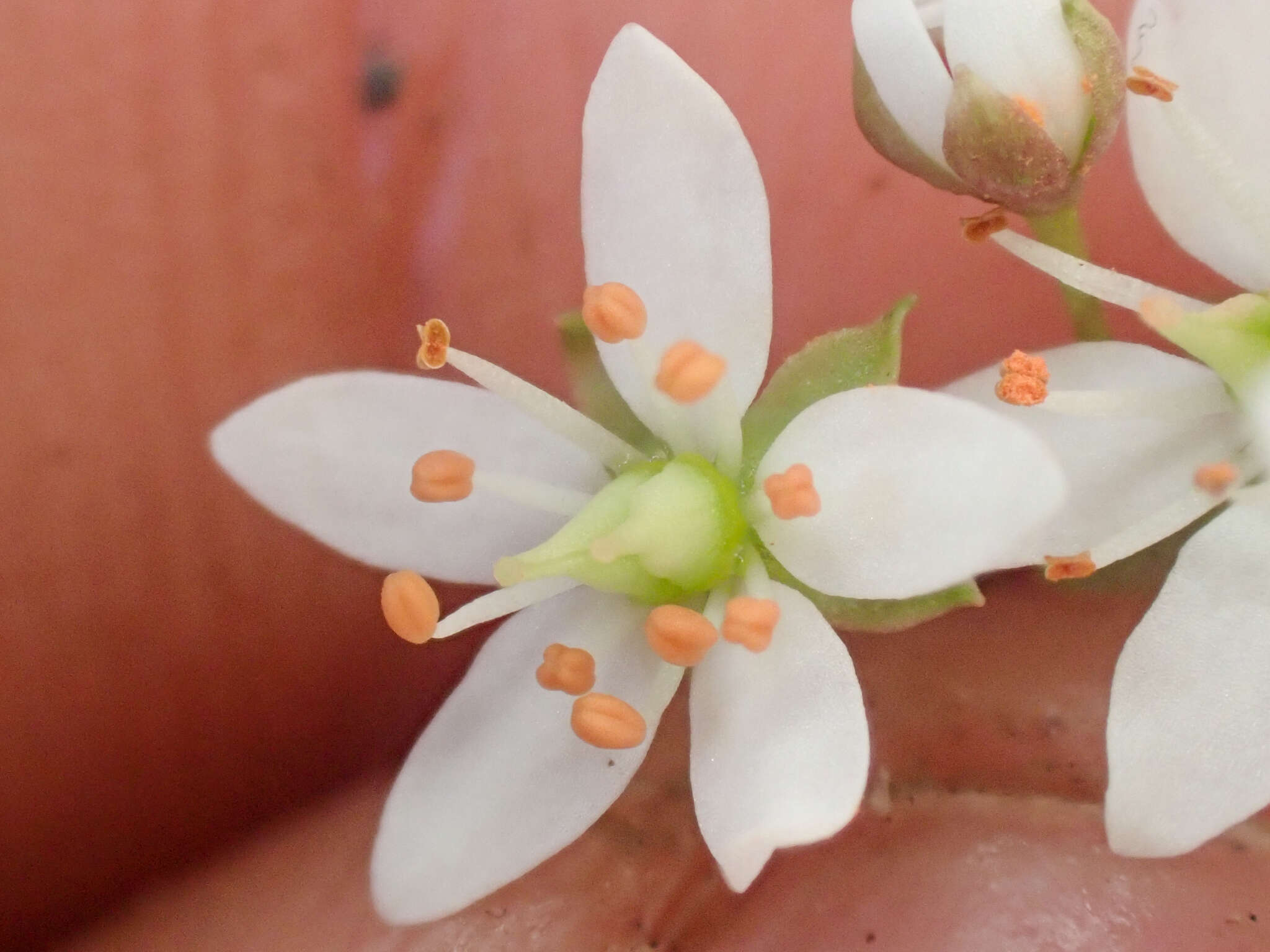 Image of Howell's Pseudosaxifrage