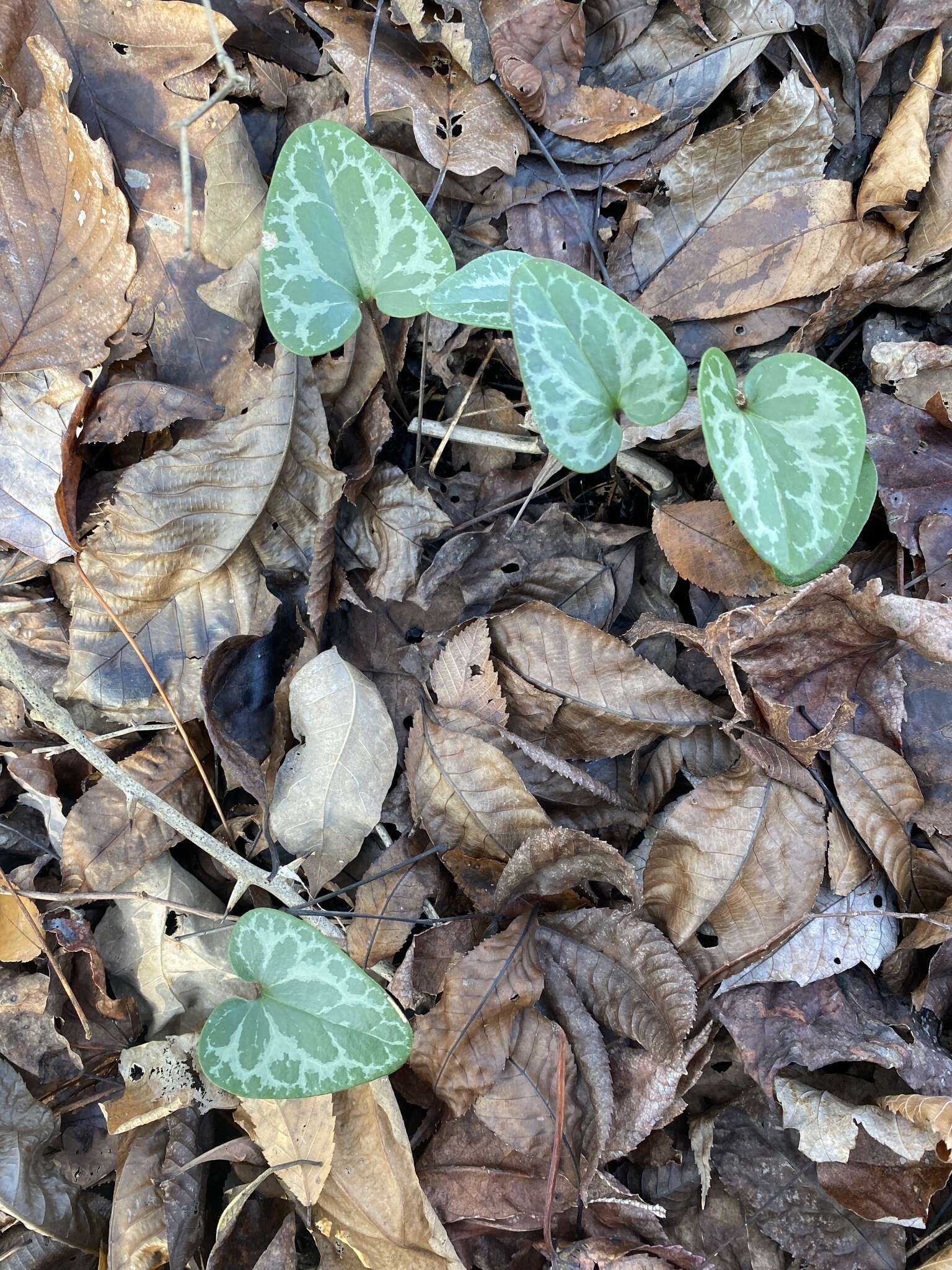 Image de Hexastylis lewisii (Fern.) Blomq. & Oost.