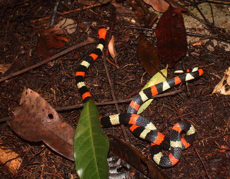 Erythrolamprus aesculapii (Linnaeus 1758) resmi