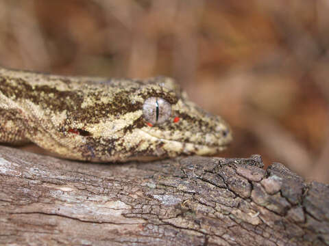 Image of Mokopirirakau