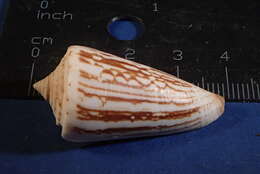 Image of Conus furvus Reeve 1843