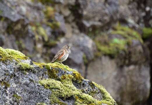 Sivun Turdus iliacus coburni Sharpe 1901 kuva