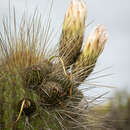 Image of Echinopsis chiloensis subsp. skottsbergii (Backeb. ex Skottsb.) G. J. Charles