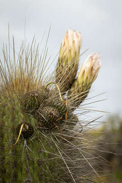 Echinopsis chiloensis subsp. skottsbergii (Backeb. ex Skottsb.) G. J. Charles resmi