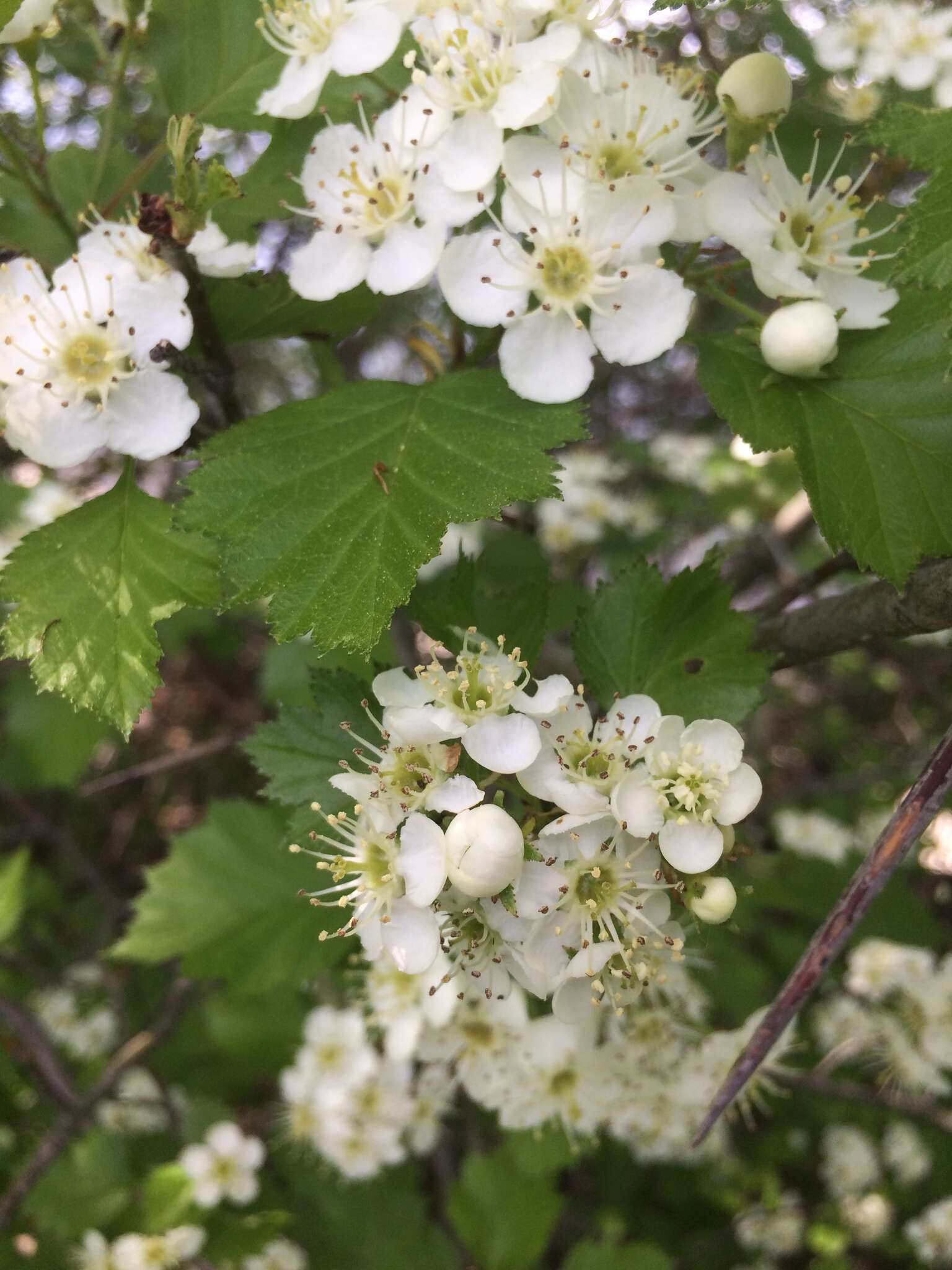 Imagem de Crataegus irrasa Sarg.