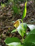 Image of Kentucky lady's slipper