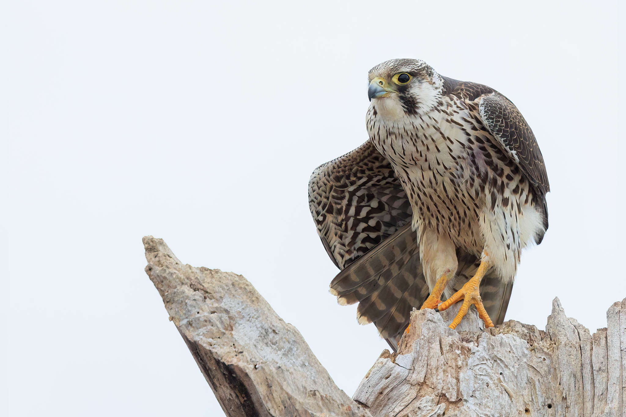 Image of Falco peregrinus tundrius White & CM 1968