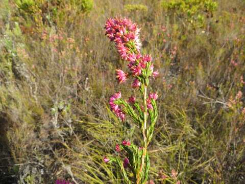 Image of Erica vogelpoelii H. A. Baker