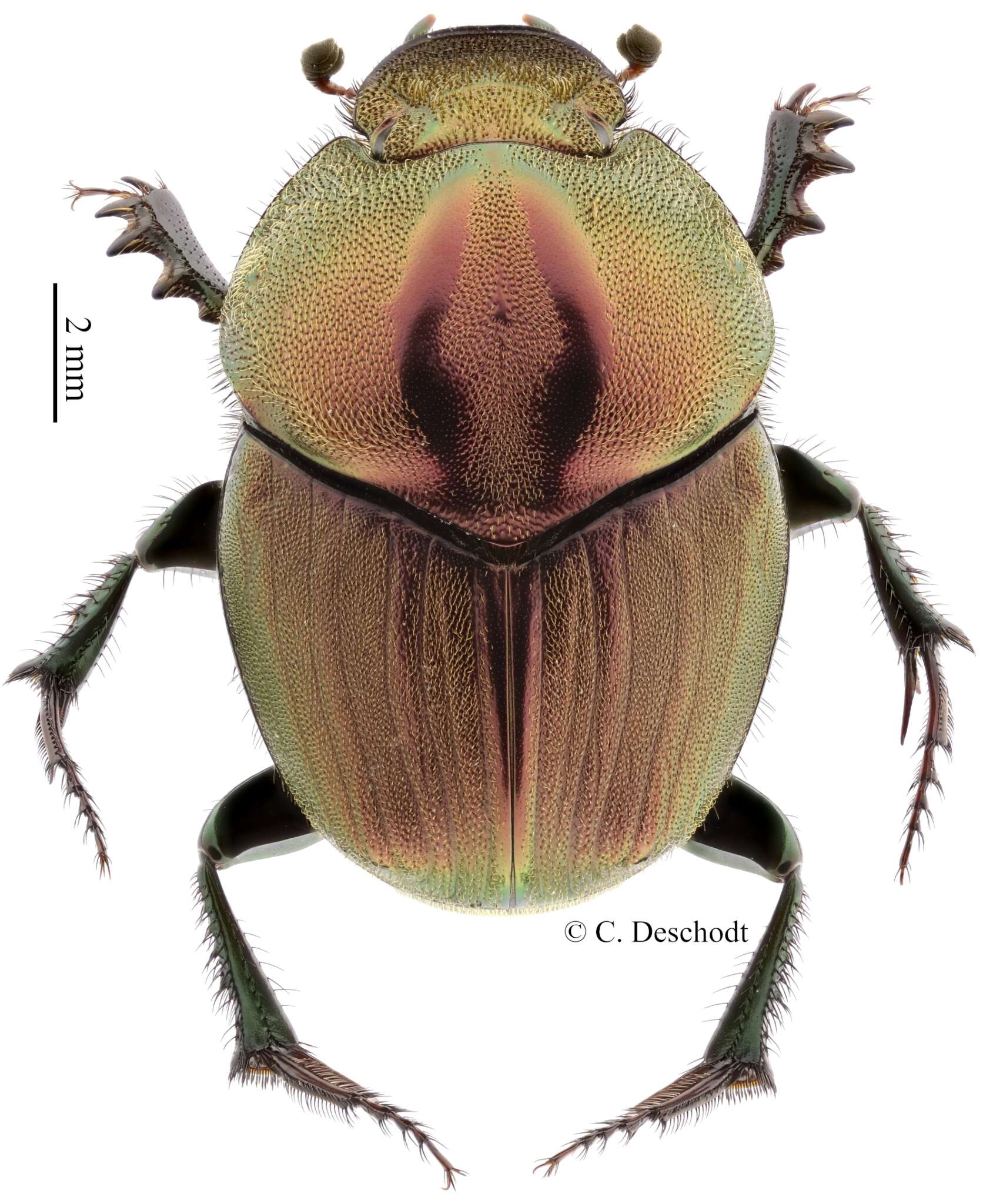 Image of Proagoderus bicallosus (Klug 1855)