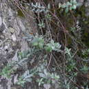 Image of Veronica pimeleoides subsp. faucicola (Kellow & Bayly) Garn.-Jones