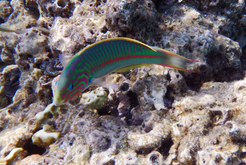 Image of Klunzinger's wrasse