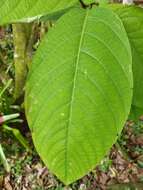 Image de Passiflora arborea Spreng.