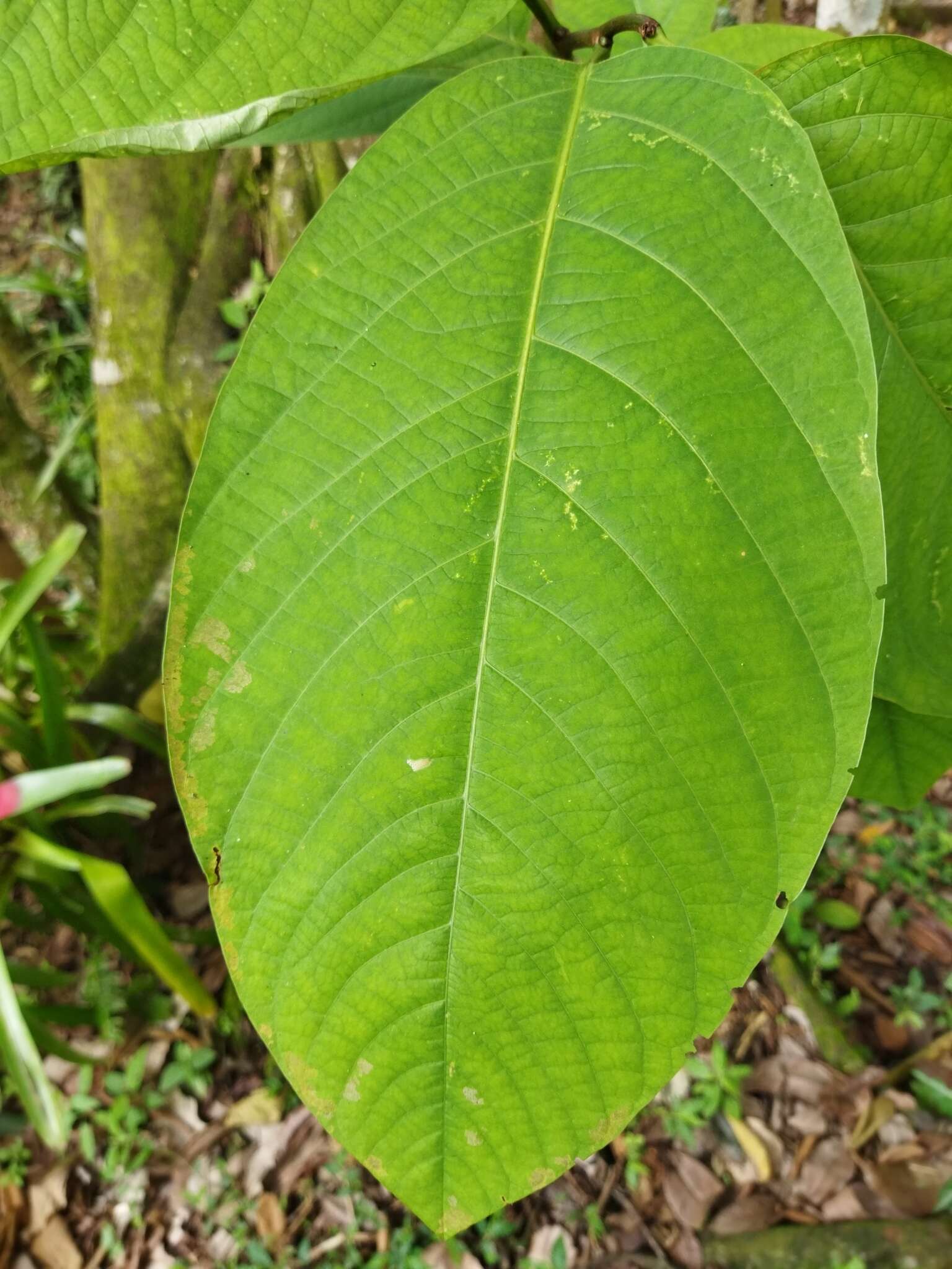 Image of Passiflora arborea Spreng.