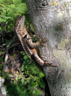 Image of San Cristobal Lava Lizard