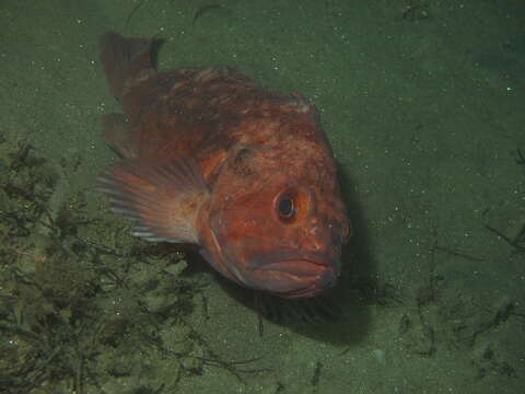 Image of Brown rockfish