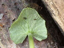 Image of Peronospora ficariae