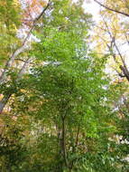 Image of Japanese Tree Lilac