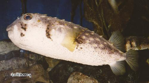 Image of Three-bar porcupinefish
