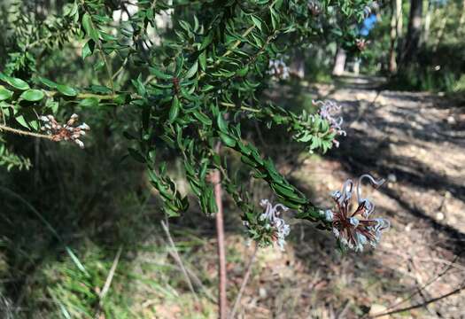 Image of Grevillea buxifolia (Sm.) R. Br.