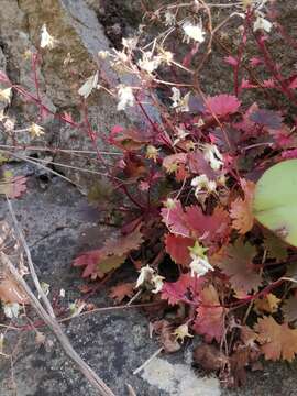 Image of Saxifraga maderensis D. Don