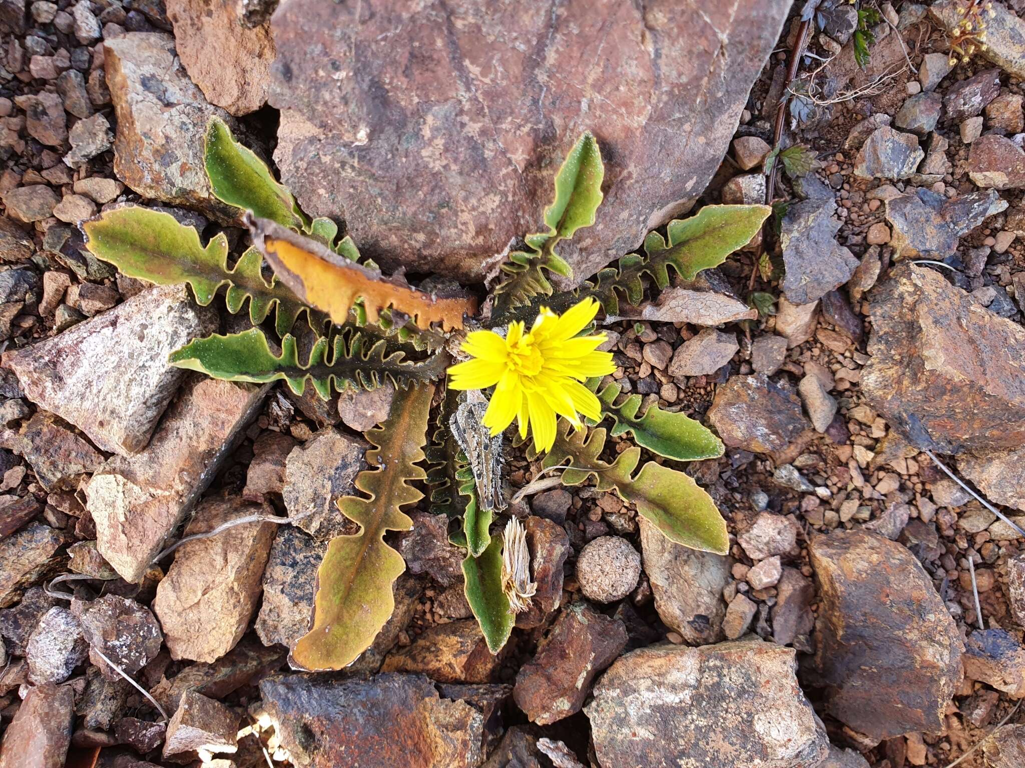 Image of Sonchus novae-zelandiae (Hook. fil.) Benth. & Hook. fil.