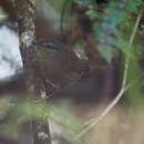 Image of Aberrant Bush Warbler
