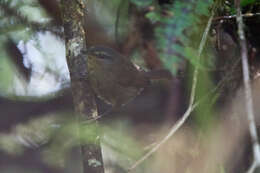 Image of Aberrant Bush Warbler