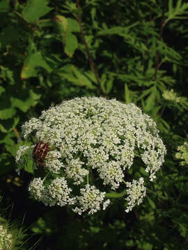 Plancia ëd Daucus carota subsp. carota