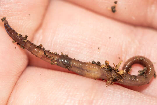 Image of Chestnut worm