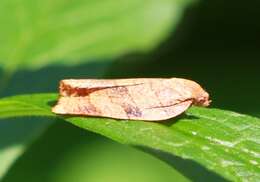 Image of Spotted Fireworm Moth