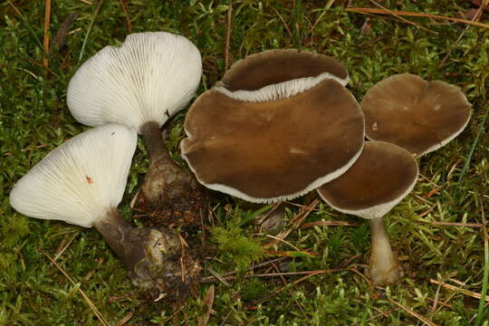 Image of Ampulloclitocybe