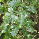 Image of Bursera kerberi Engl.